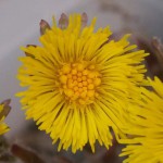 tussilago